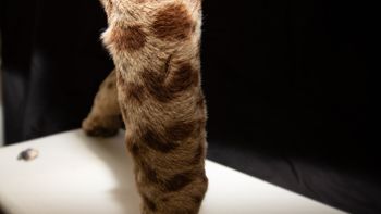 Media type: image;   Mammalogy 5858 Description: Left forelimb of ocelot mounted skin showing signs of damage.;
